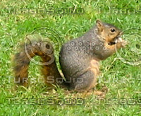 Squirrel 04.JPG