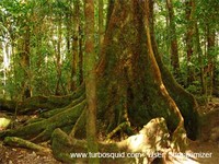 Australia forest 001.jpg