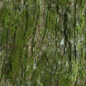 TILE_mossytree.jpg