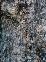 Tree bark 0087.JPG