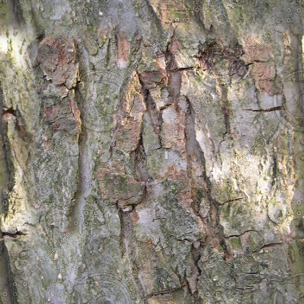 Texture Windows Bitmap tree bark wood