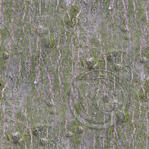 TreeBark-c-HiRes-300ppi.bmp