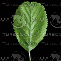 alder leaf