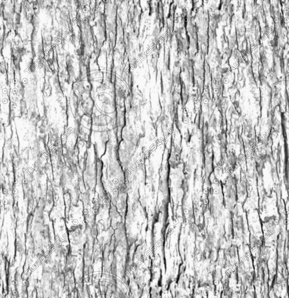 Texture JPEG bump bark 3d