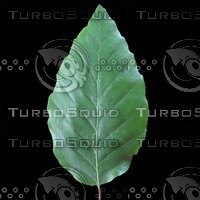 beech leaf