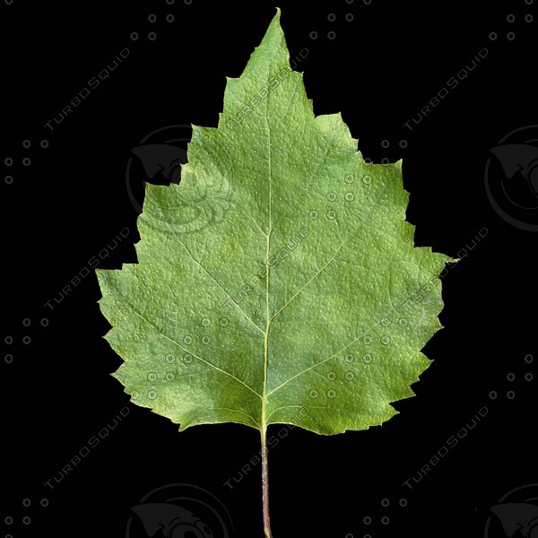 Texture Jpeg Leaf Birch Leaves 1484