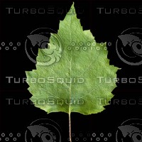 birch leaf
