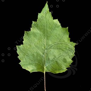 birch leaf