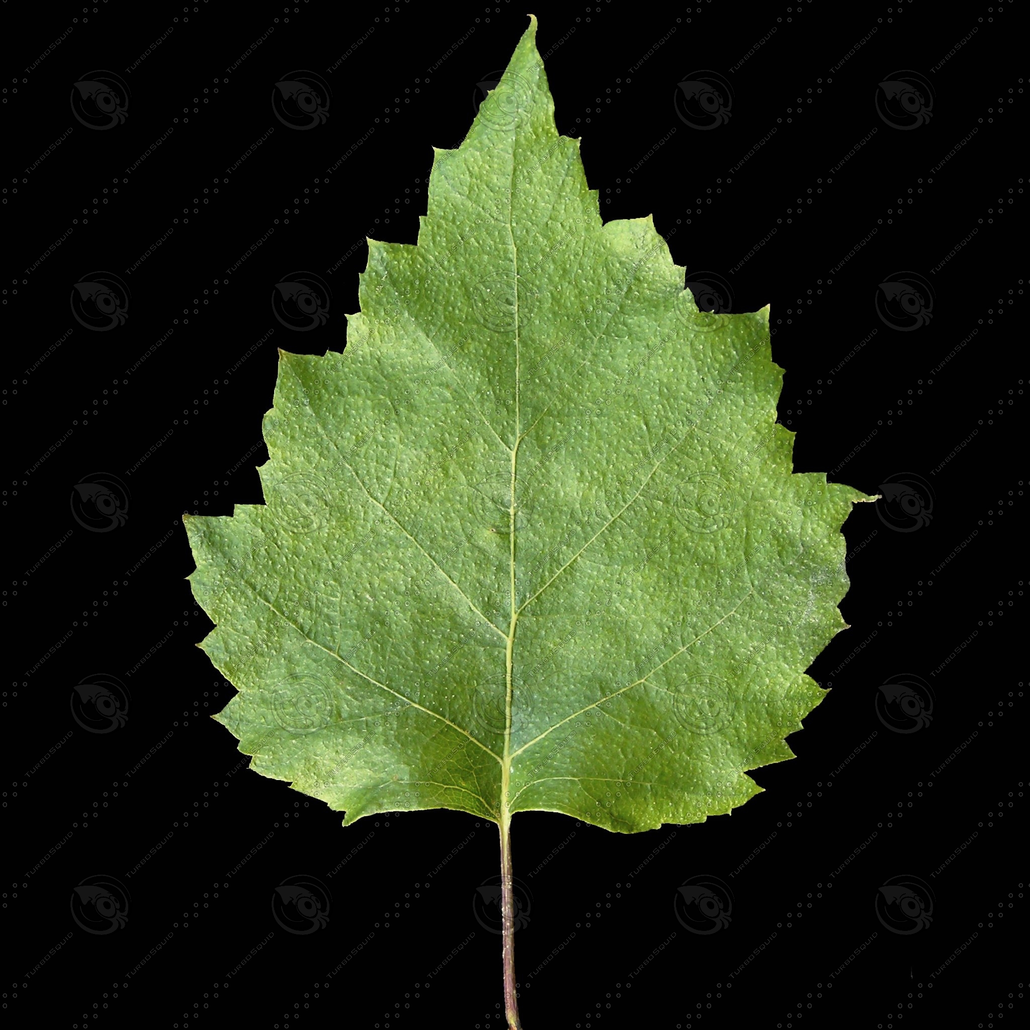Листья березы текстура