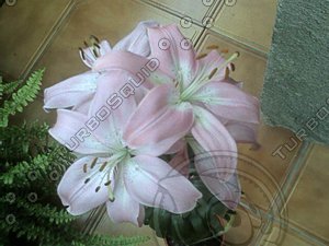 lLily-07.jpg