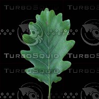 oak leaf 2