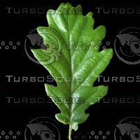 oak leaf