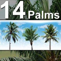 14_Palm_Trees-HiRes