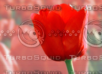 red tulip.jpg