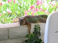 squirrel 06.jpg