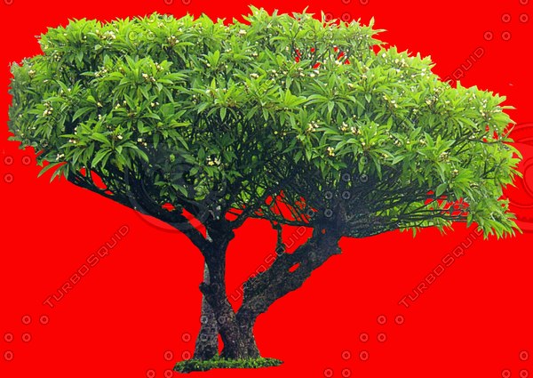 Tree In Jpg Format Texture JPEG Tree 3D Studio