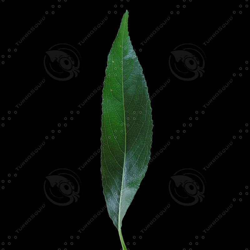  https://static.turbosquid.com/Preview/2014/08/01__13_22_41/willowleaf_front_2048x2048.jpg4888a6da-80a6-4ede-bd73-77ab1cba3cb5Original.jpg