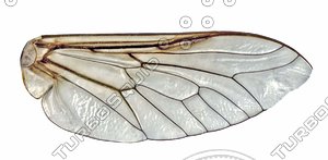 wing.JPG