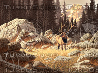 Yellowstone Elk / AF-005