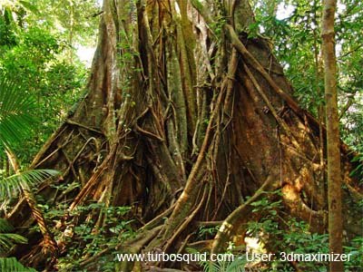  https://static.turbosquid.com/Preview/2014/08/01__13_43_05/Australia+forest+005+THUMB.jpg7d0b8a41-edb6-4af1-a9d9-59b400a734ebLarger.jpg