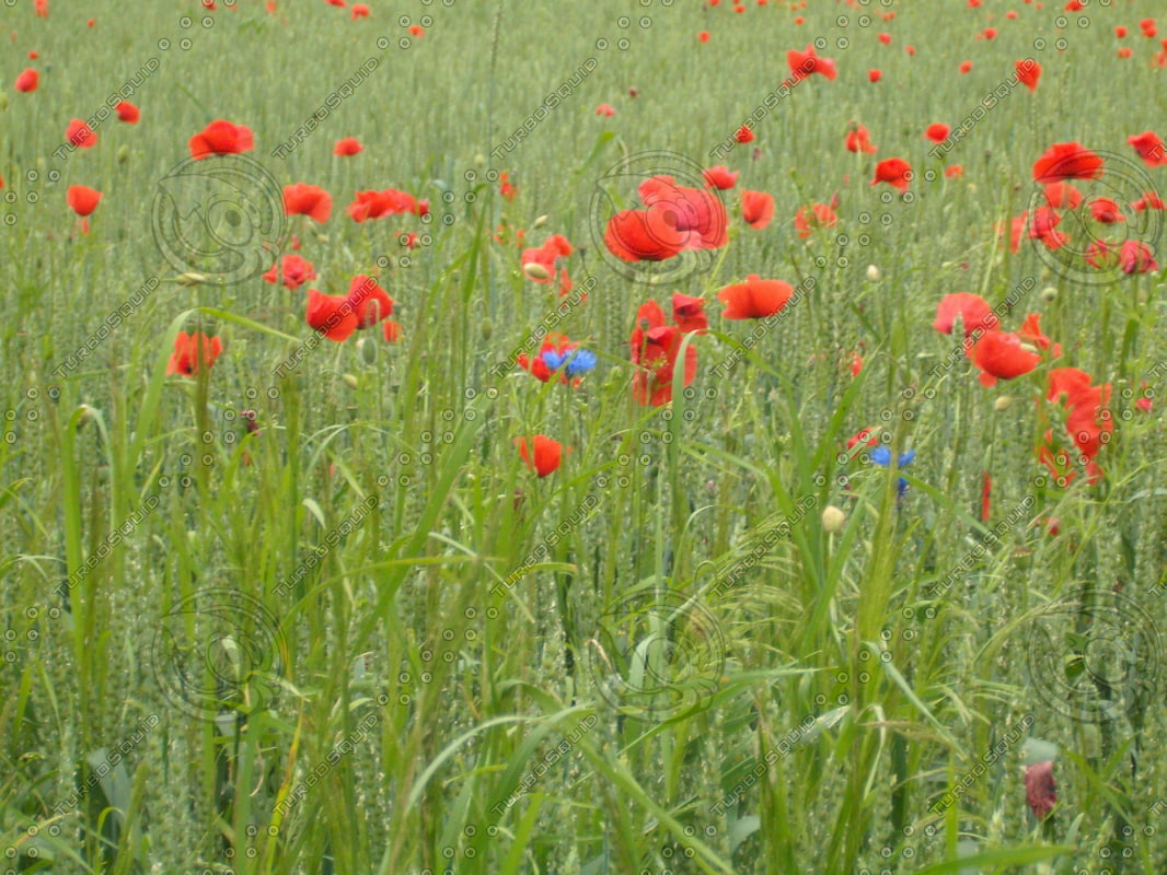 Stock JPEG corn poppy red