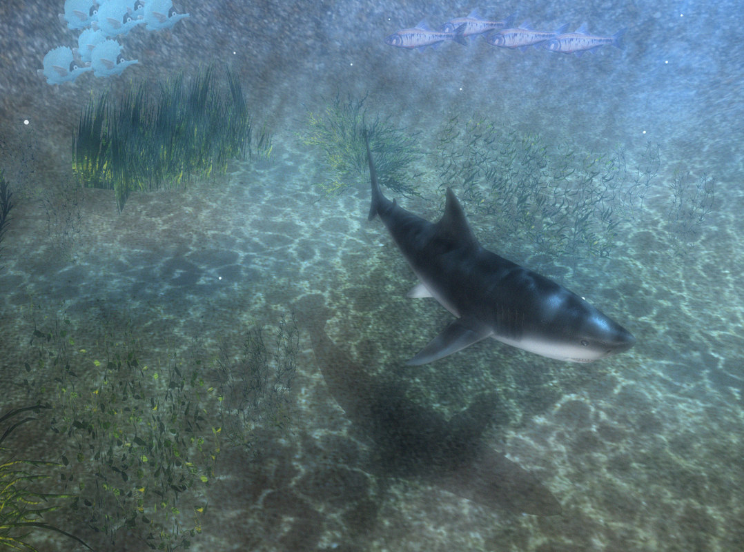  https://static.turbosquid.com/Preview/2014/08/01__13_43_05/Shark_h.jpg2840e99c-b136-4e59-875f-614cf4a5d8bcOriginal.jpg