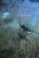 Shark under water scene