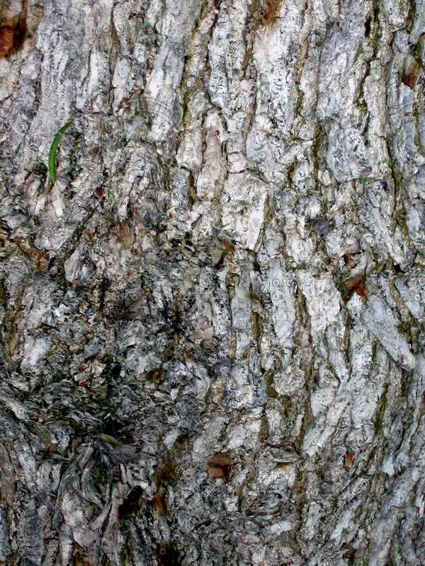  https://static.turbosquid.com/Preview/2014/08/01__13_43_05/Tree+bark+0086.JPG17143204-cd46-49fc-805d-03b24f0cf086Original.jpg
