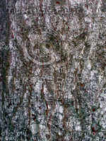Tree bark 0091.JPG