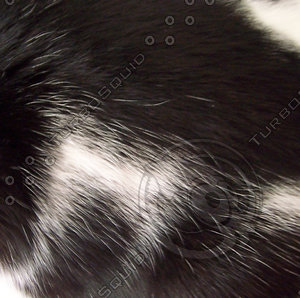 Black and White Cat Hair