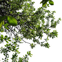 branch8
