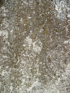 gravebackmossdetail.jpg