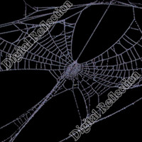 Spider Web