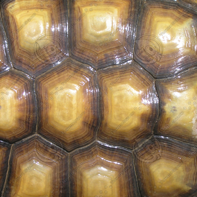 Texture JPEG tortoise shell turtle