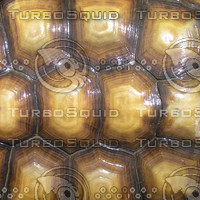tortoise shell.jpg