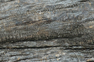 wood2.jpeg