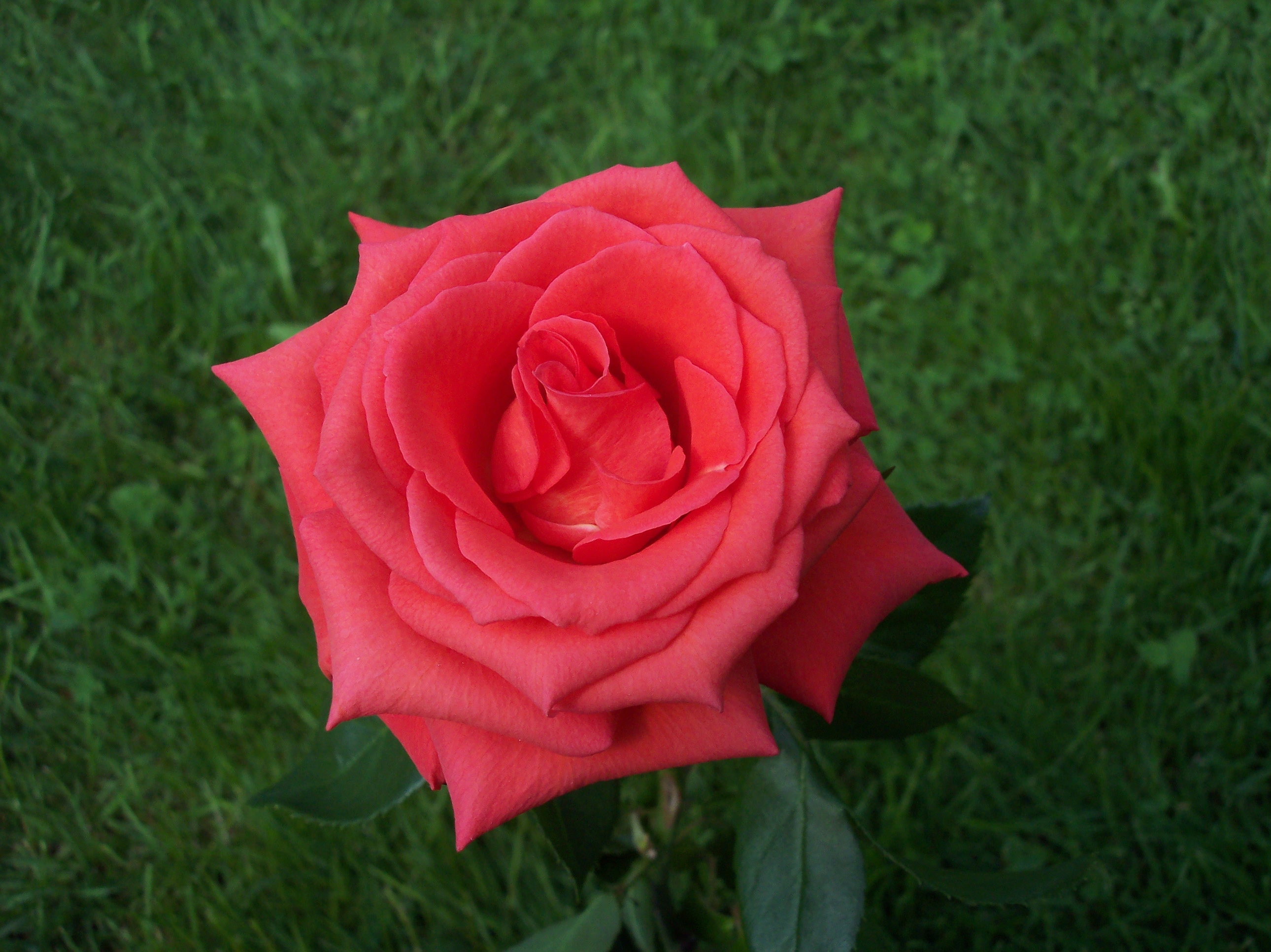 Texture JPEG red rose high quality