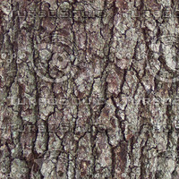Dark_Bark.jpg
