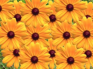 Flower Garden