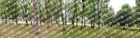 Forest Panorama FULL