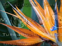 Bird of Paradise Flower