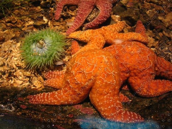Stock JPEG Star Fish and