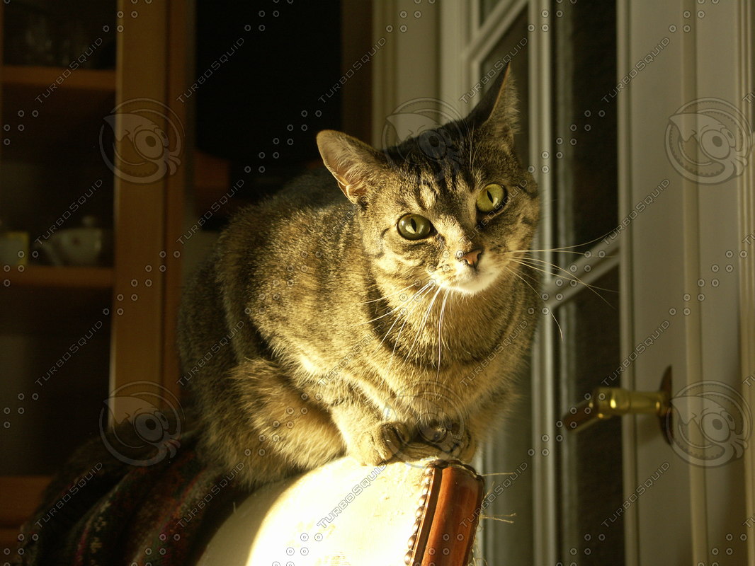 Stock JPEG cat sitting looking