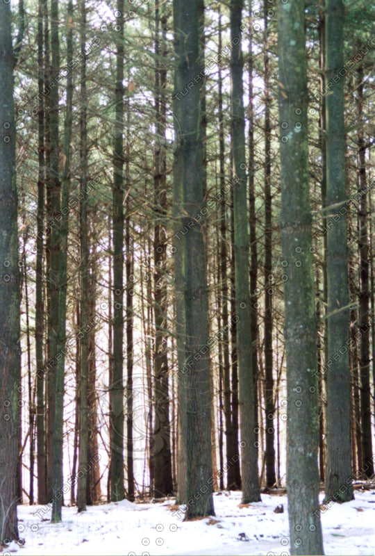 stock-other-straight-trees-woods