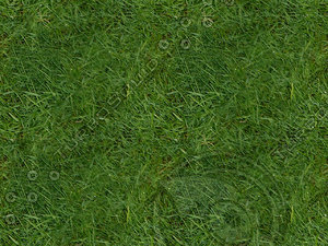 Wet_grass.jpg