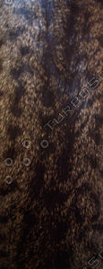 Grey Animal Fur