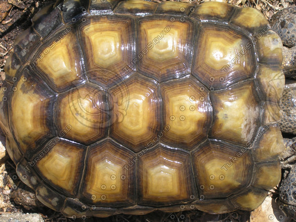 Turtle and Tortoise Shells
