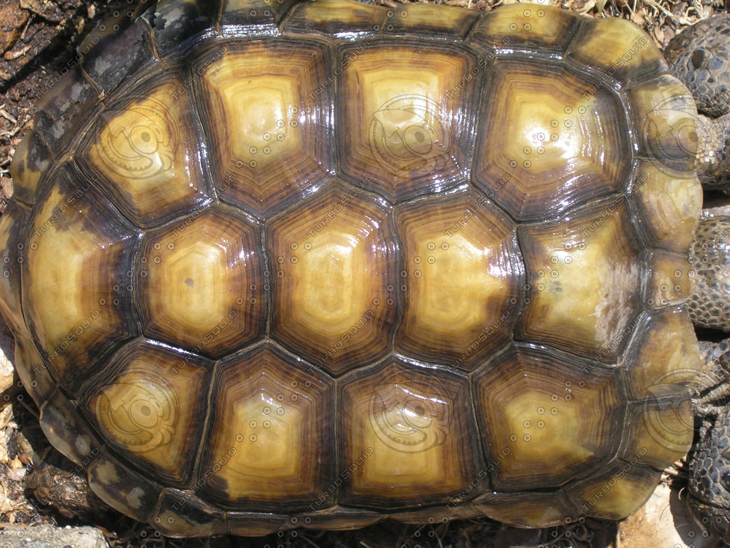 Texture Jpeg Tortoise Shell Turtle 