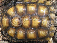full tortoise shell.jpg