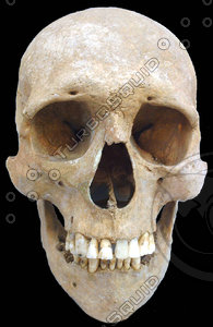 skull 25.jpg